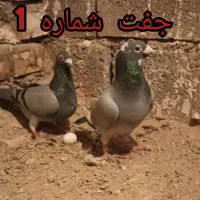 کبوتر یا کفتر آلمانی|پرنده|سلیمان, |دیوار