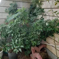 انواع گل یوکابابا آدم کاج مطبق شفلرا پرنده‌ بهشتی|گل و گیاه طبیعی|کرج, کمال‌شهر|دیوار