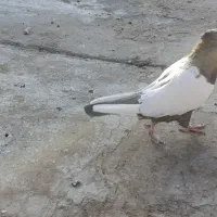 سینه موشکی ۵۵۰|پرنده|سبزوار, قصبه اب یمین|دیوار