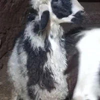 بره نر پلنگی|حیوانات مزرعه|بوئین و میاندشت, |دیوار