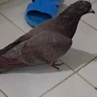 کفتر کبوتر