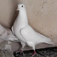 کبوتر عالی
