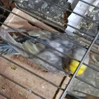 مرغ عشق  خاص|پرنده|شیراز, شهرک جماران|دیوار