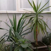 گل و گیاه|گل و گیاه طبیعی|سراجو, |دیوار