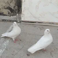 کبوتر سفید ماده بشرط تخم وجوجه