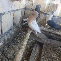 فروشی|پرنده|فردوس (خراسان), |دیوار