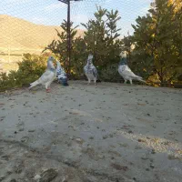 کبوتر جفتی|پرنده|پاسارگاد, |دیوار