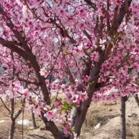 باغ-چهاردیواری-مناسب-درخت-میوه