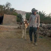 الاغ|حیوانات مزرعه|فین, |دیوار