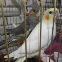 عروس هلندی وقفس|پرنده|دورود, |دیوار