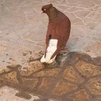 کبوتر نر سرخ دم سفید