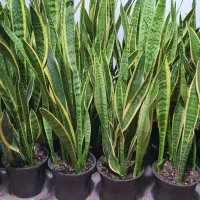 گیاهان آپارتمانی|گل و گیاه طبیعی|امامزاده عبدالله, |دیوار