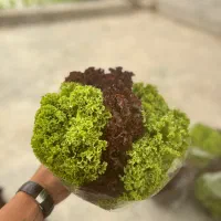 کاهو فرانسوی و بیبی اسفناج هیدرپونیک|خوردنی و آشامیدنی|اصفهان, جی شیر|دیوار