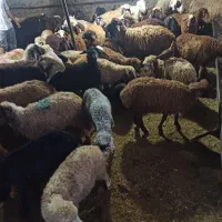 از گوسفند با زنده اریا شهر