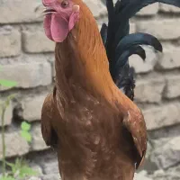 مرغ وخروس