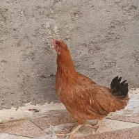 مرغ محلی
