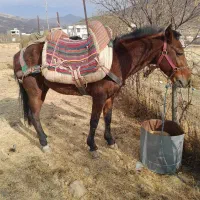 فروش ۲ تا اسب|اسب و تجهیزات اسب‌سواری|بانه, |دیوار