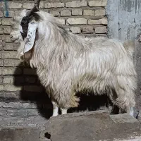 نری تخمی