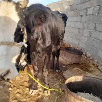 گاو سیمینتال