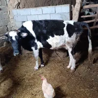 گاو گوشتی|حیوانات مزرعه|سارال, |دیوار