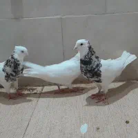 کبوتر طوقی+دم چتری کاکل پرپا