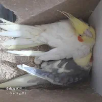 جفت عروس هلندی کهنه کارداده صحبتی، روی تخم