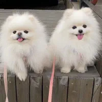 مجموعه پرورش سگ های آپارتمانی