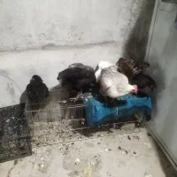 فروش مرغ نژاد دار، همگی واکسن خورده