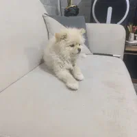 سگ پامر اصیل