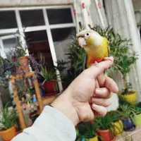 یک جفت طوطی گرینچیک|پرنده|ارومیه, |دیوار