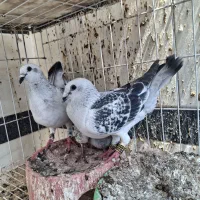 کشکی و  شامی