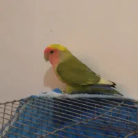 طوطی،برزیلی،نر جوان|پرنده|لاهیجان, بوجایه|دیوار