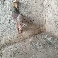 سرور. ساده . سوسکی. سفید. اوغون
