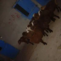12 راس بره نر