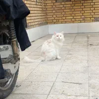 گربه ی نر رایگانه|گربه|اهواز, عین ۲|دیوار