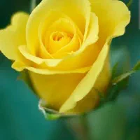 اقاهستم کارهای نظافت و تمیز کردن منزل انجام میدم