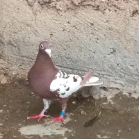 کارل میولمنز ماده