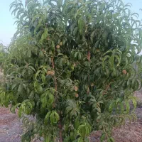 فروش باغ مجموعه انارستان