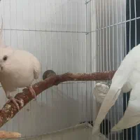 جفت عروس هلندی با جوجه