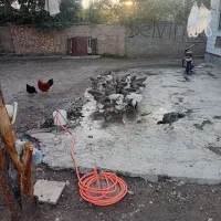 غاز و قوغاز چاق پرواری . مخصوص کشتار|حیوانات مزرعه|آزادشهر, |دیوار