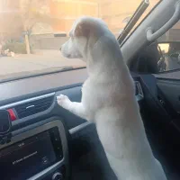 سگ اشپیتز پا کوتاه|سگ|بجنورد, |دیوار