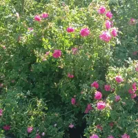 فروش گل گلاب گیری