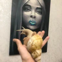 حلزون آچاتینا سوپر مولد