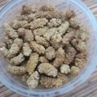 توت خشک شیرین