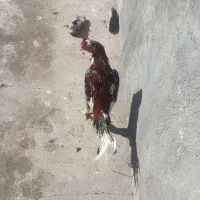 خروس لاری|حیوانات مزرعه|مهربان, |دیوار