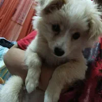 سگ اشتپیز|سگ|بندرعباس, |دیوار