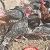 بوقلمون 6 عدد بزرگ دو عدد نیمچه|حیوانات مزرعه|چاهک, |دیوار