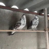 سوسکی ساعت سنگین|پرنده|خسروشاه, |دیوار