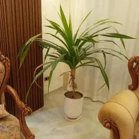 گل بزرگ مناسب پذیرایی|گل و گیاه طبیعی|شیراز, شهرک گلستان|دیوار
