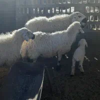 میش قوچ|حیوانات|تربت‌حیدریه, پائین ولایت|دیوار